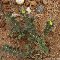 Crotalaria hebecarpa (DC.) Rudd